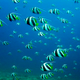 Illustration for article titled Scientists crack the 70-year-old mystery of why fish freak out